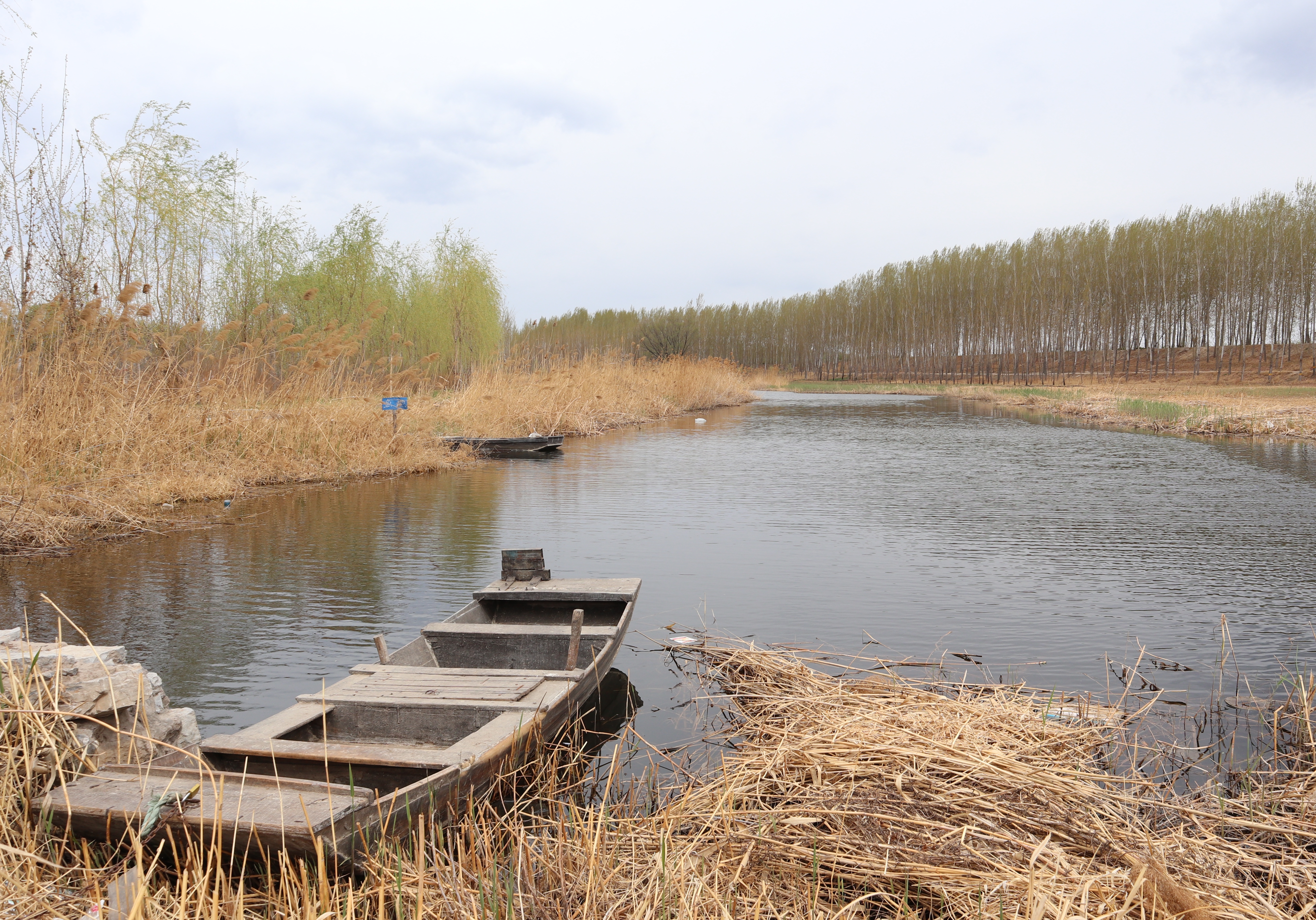 A rowed wooden boat working through a narrow reed lane