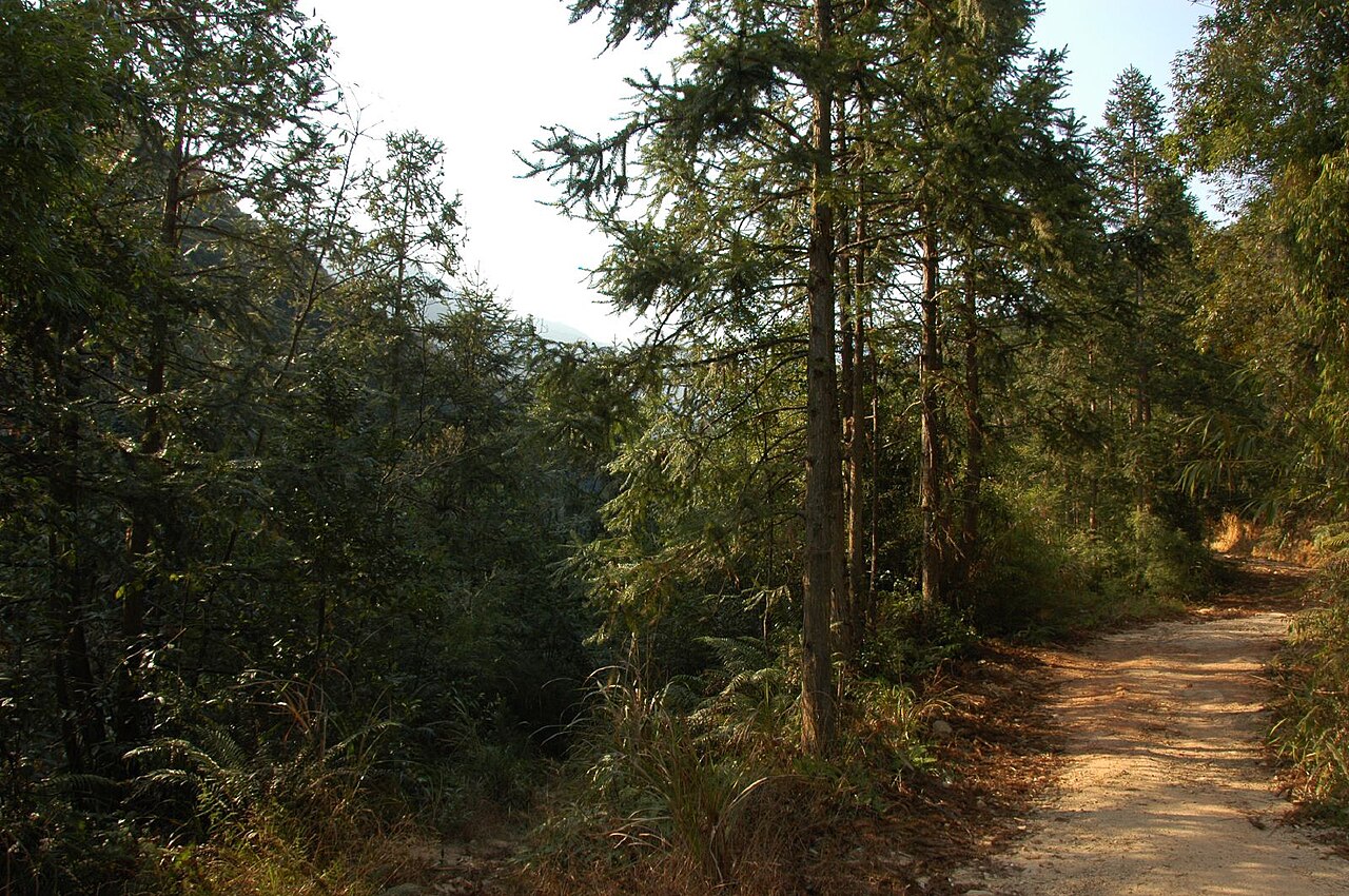 Bamboo and forest trails on Nankun Mountain
