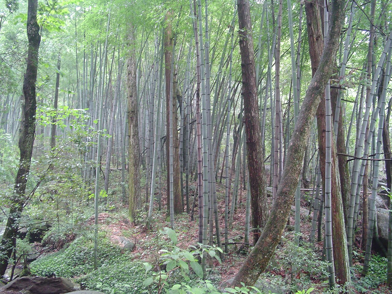「三石一茶」——石鱼、石耳、石鸡与云雾茶