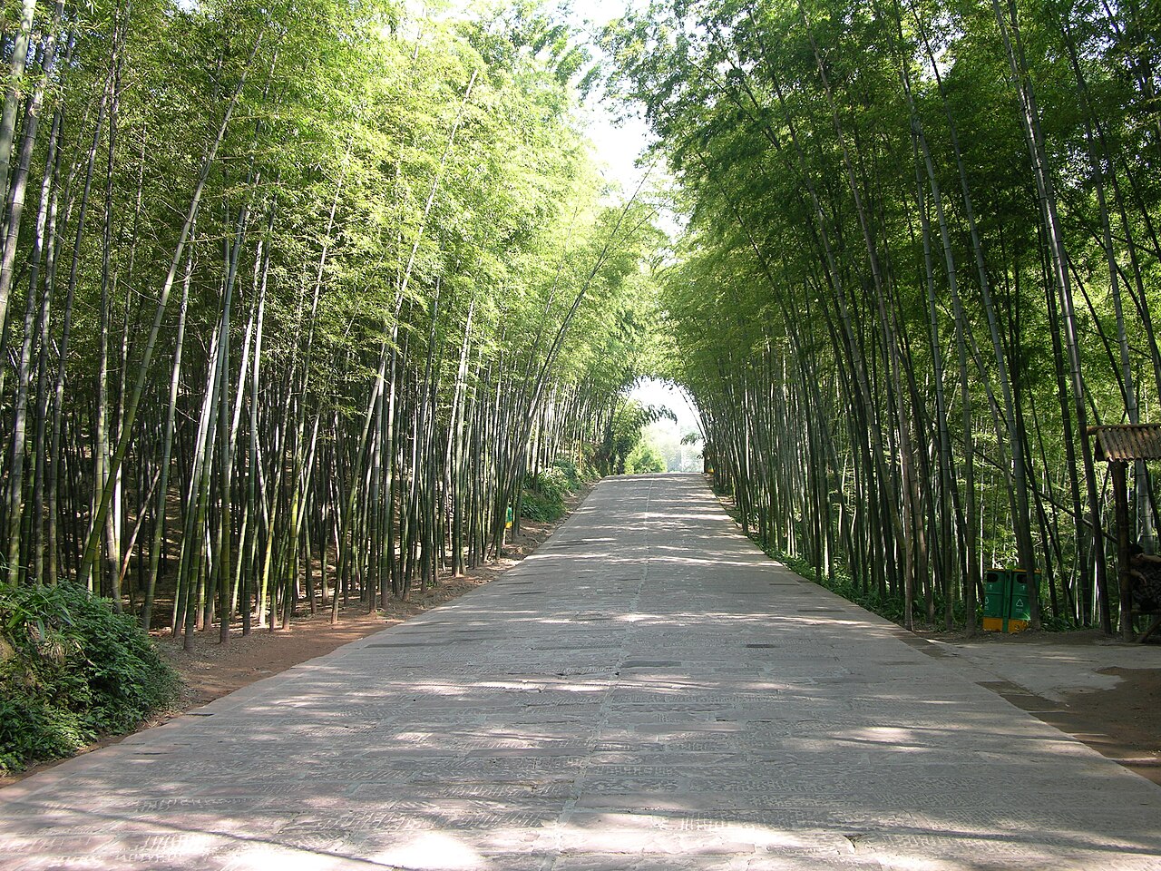Shunan Bamboo Sea